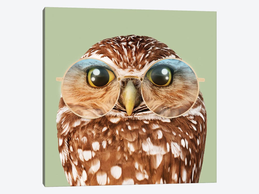 Owl With Glasses by Jonas Loose 1-piece Canvas Art