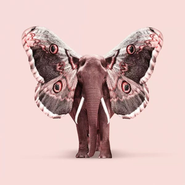 Elephants: Papillophant by Jonas Loose