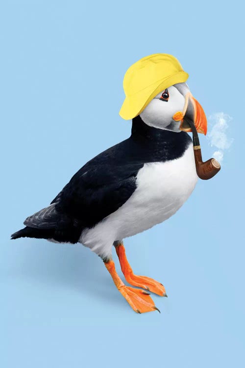 Puffin