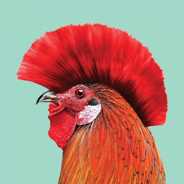 Chickens & Roosters: Punkcock by Jonas Loose