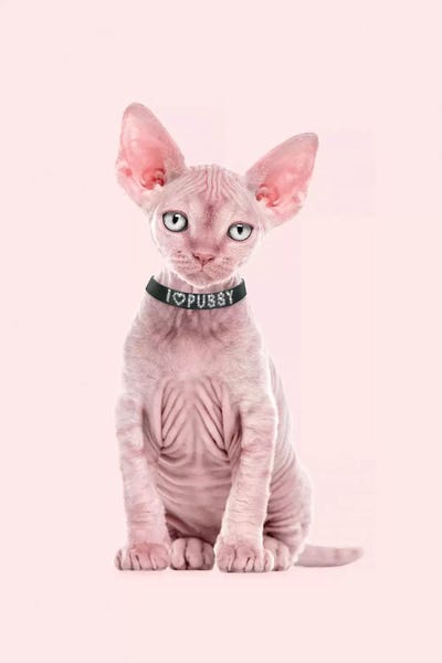 Pussy Love by Jonas Loose multi panel art