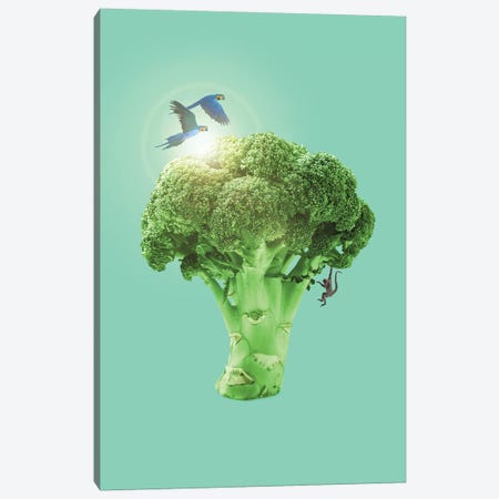 Broccoli Canvas Print #LOO3} by Jonas Loose Art Print