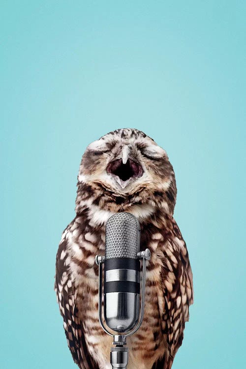 Singing Owl