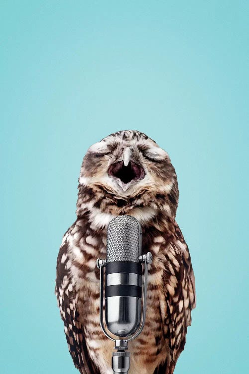 Singing Owl by Jonas Loose wall art