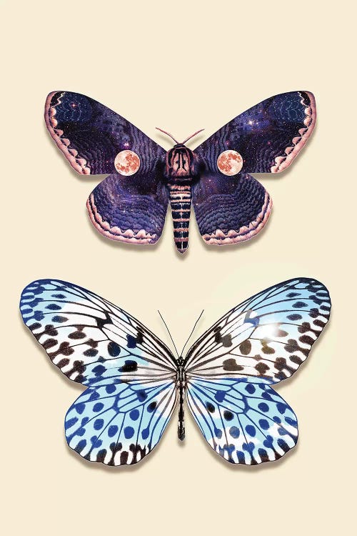 Night & Day Butterfly by Jonas Loose wall art