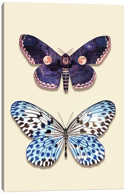 Night & Day Butterfly Canvas Art Print - Jonas Loose