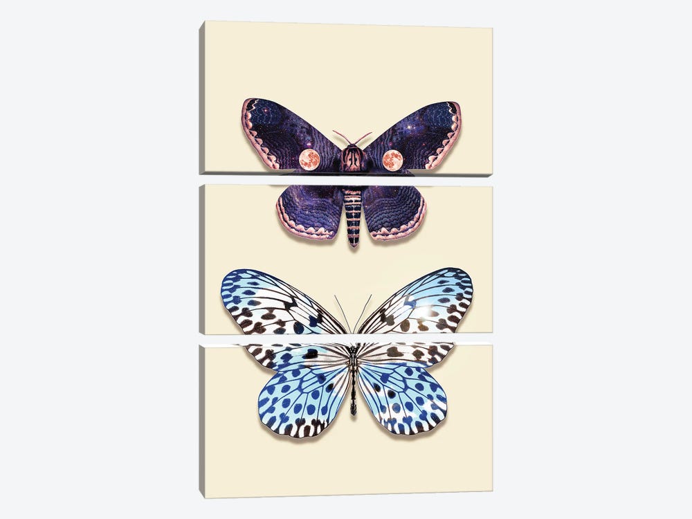 Night & Day Butterfly by Jonas Loose 3-piece Canvas Art