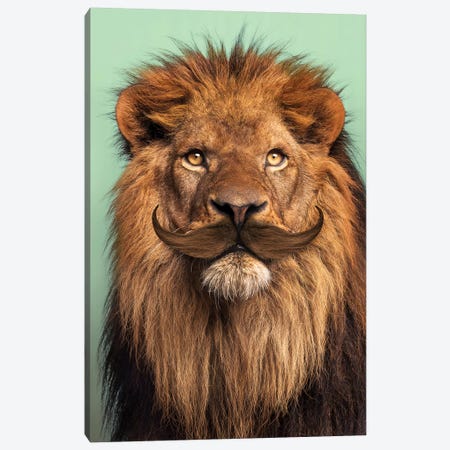 Bearded Lion Canvas Print #LOO56} by Jonas Loose Art Print