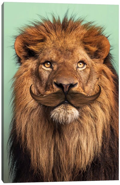 Bearded Lion Canvas Art Print - Art for Tweens