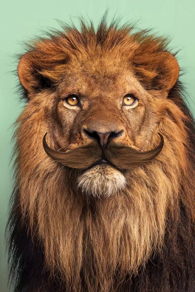 Lions: Bearded Lion by Jonas Loose