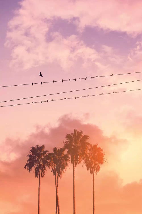 Birds On A Wire by Jonas Loose wall art