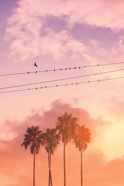 Birds On A Wire