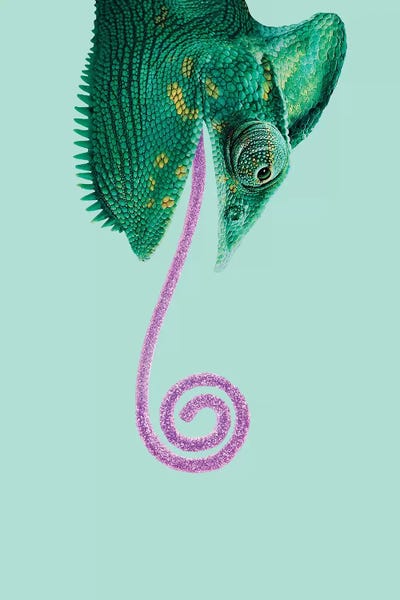 Reptiles & Amphibians: Candy Chameleon by Jonas Loose