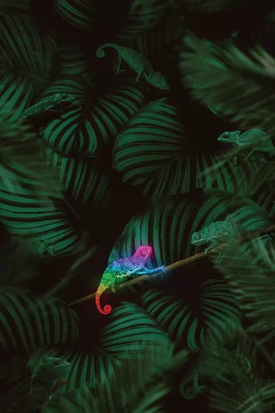 Reptiles & Amphibians: Proud To Be Different by Jonas Loose