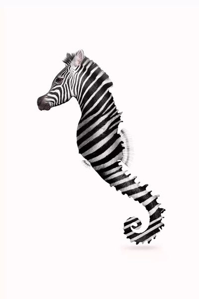Zebras: Zeahorse by Jonas Loose