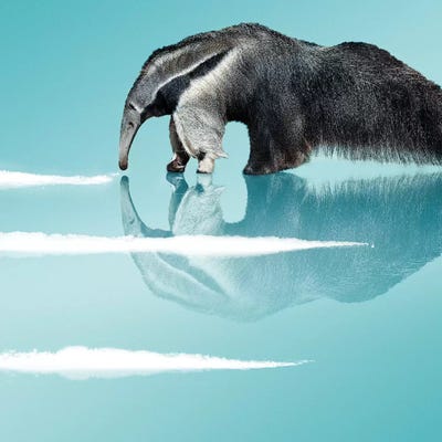 Coke Sniffer by Jonas Loose art print