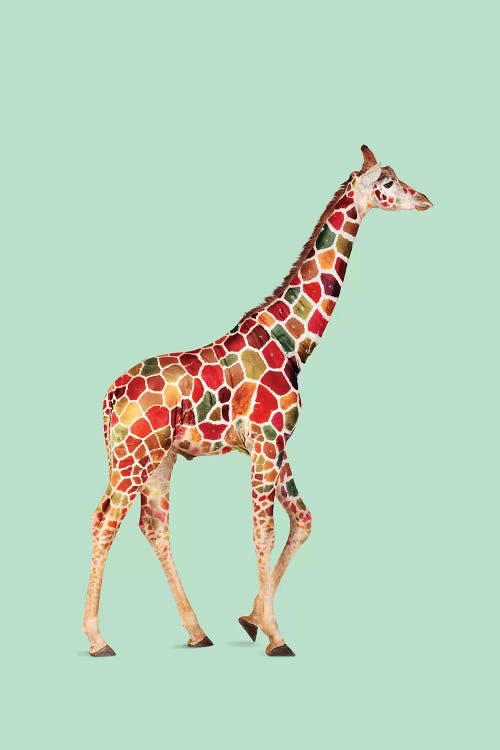 Colored Giraffe by Jonas Loose wall art