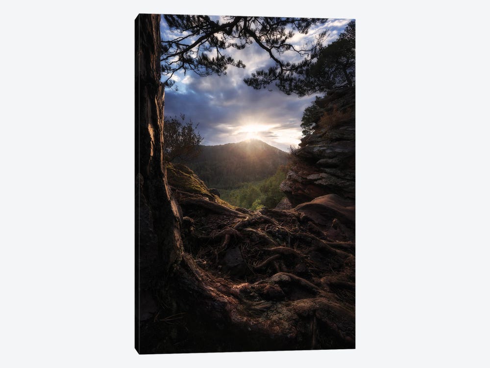 Rooted by Laura Oppelt 1-piece Canvas Wall Art