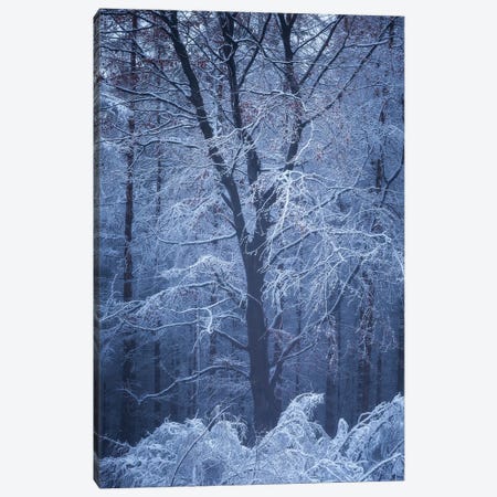 Frosty Opus Canvas Print #LOP3} by Laura Oppelt Canvas Print