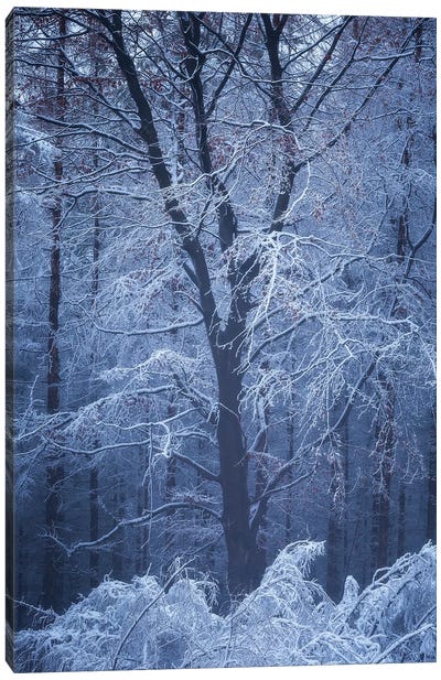 Frosty Opus Canvas Art Print - Winter Wonderland