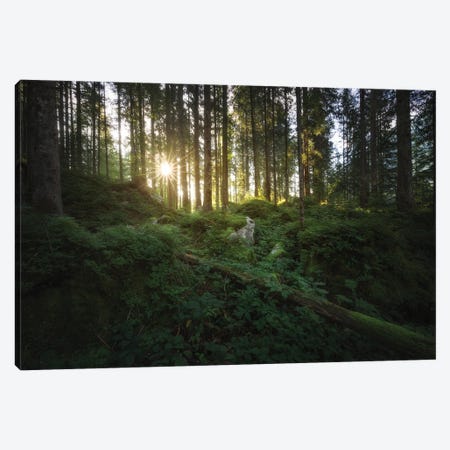 Fairy Forest Canvas Print #LOP43} by Laura Oppelt Canvas Wall Art