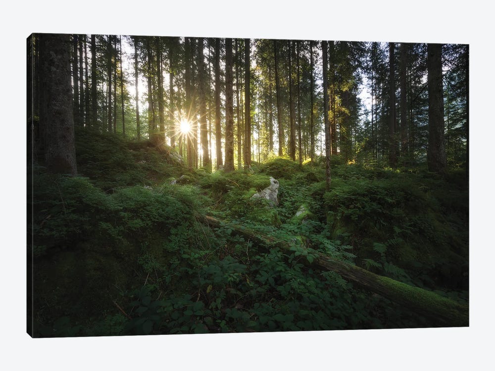 Fairy Forest by Laura Oppelt 1-piece Canvas Art Print