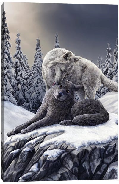 Snow Kisses Canvas Art Print - Wolf Art