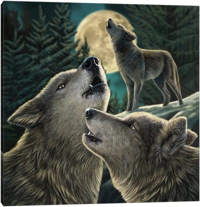 Wolf Song Canvas Art Print - Wolf Art