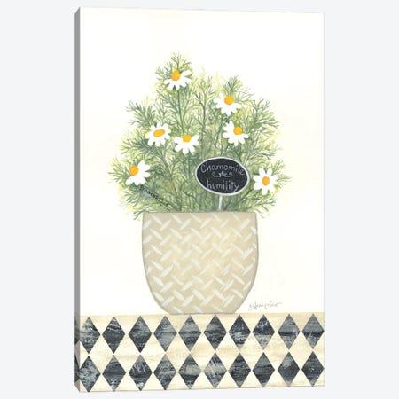 Chamomile Humility Canvas Print #LPT74} by Annie LaPoint Art Print