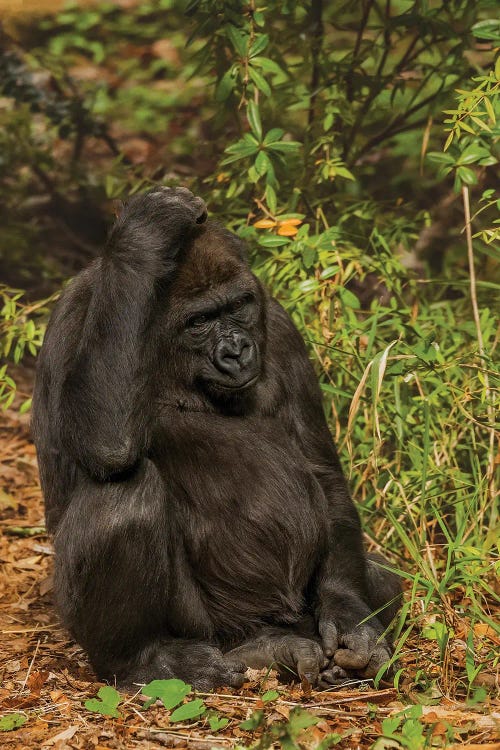 Thinking About It by Louis Ruth wall art
