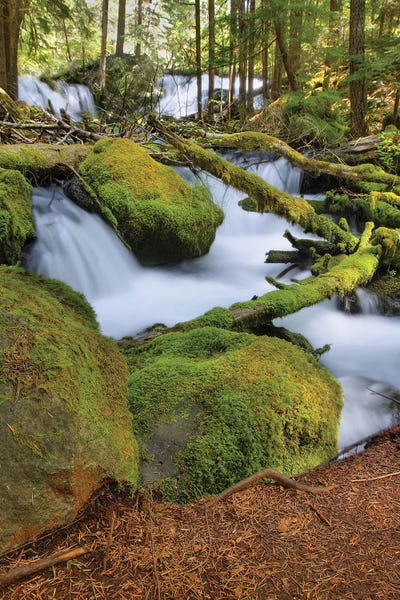 Twisted Up by Louis Ruth canvas print