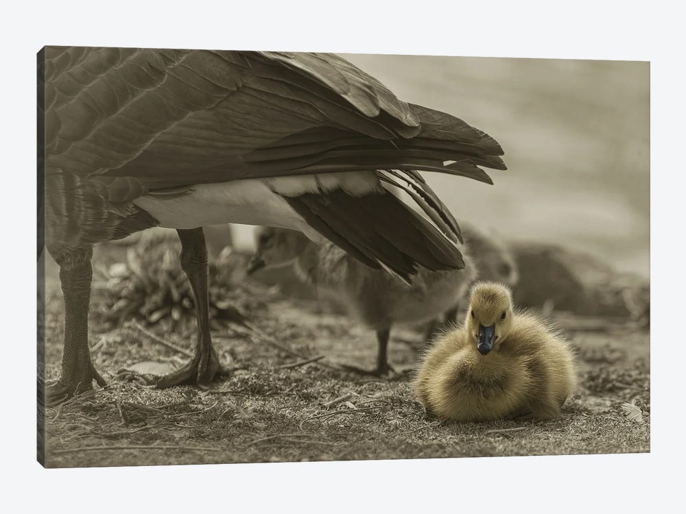 Under Mamas Wing by Louis Ruth 1-piece Canvas Print