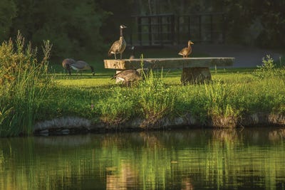 Watching Out For Humans by Louis Ruth art print