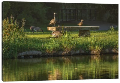 Watching Out For Humans Canvas Art Print - Goose Art