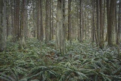 Jurassic by Louis Ruth multi panel art