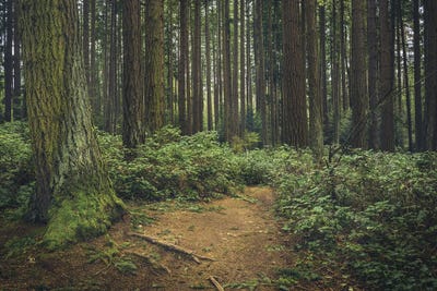 Natural Lighting by Louis Ruth multi panel art