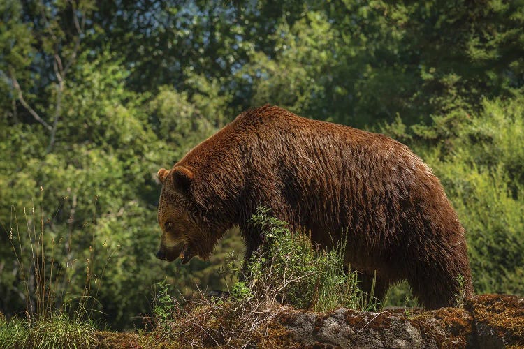 Bear Stroll