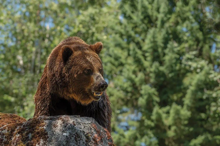 Brave Is The Grizzly by Louis Ruth wall art