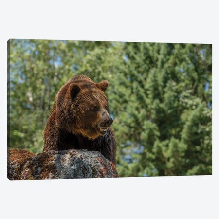 Brave Is The Grizzly Canvas Print #LRH127} by Louis Ruth Canvas Print