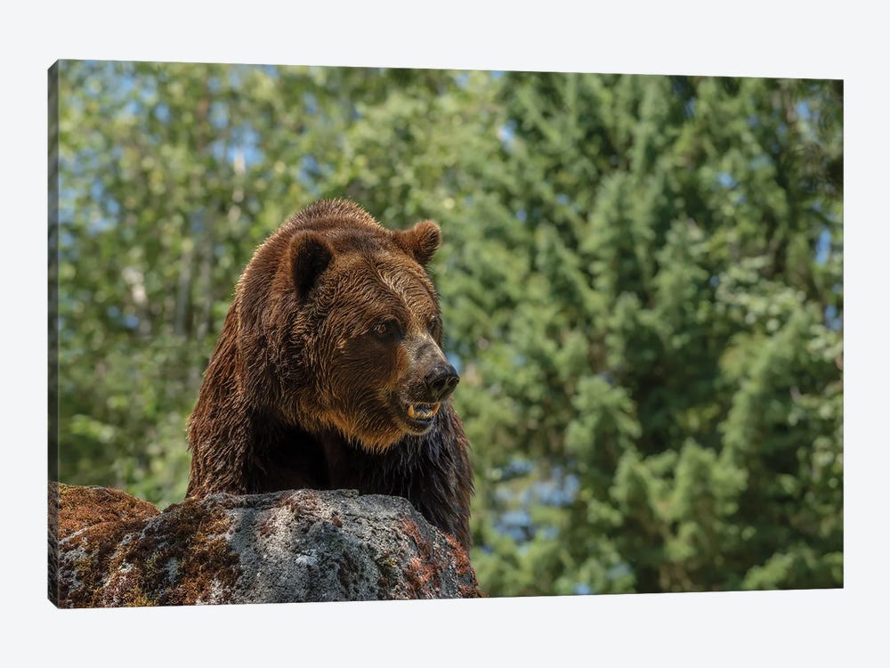 Brave Is The Grizzly by Louis Ruth 1-piece Canvas Wall Art