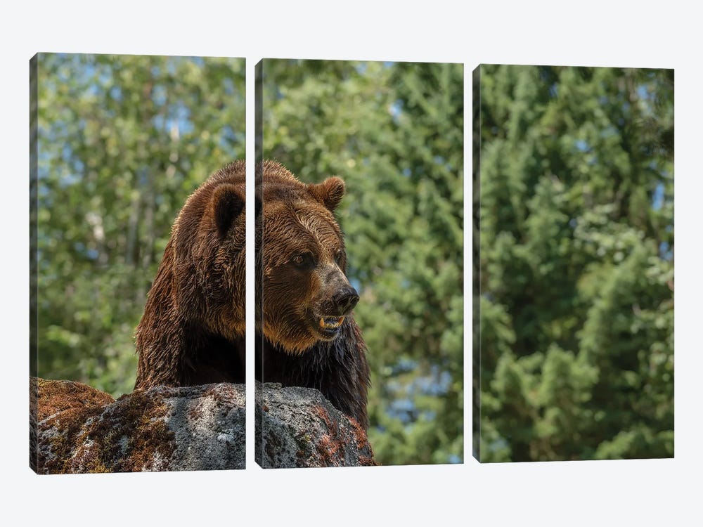 Brave Is The Grizzly by Louis Ruth 3-piece Canvas Art