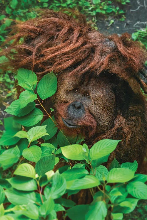 Hiding Orangutan