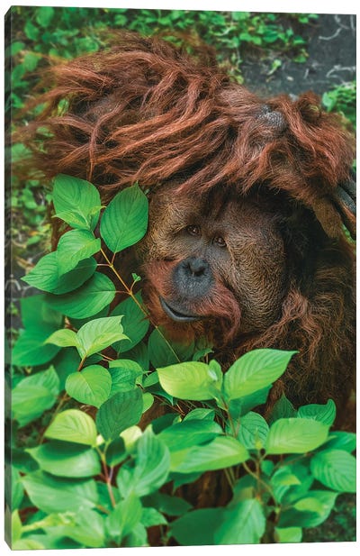 Hiding Orangutan Canvas Art Print - Orangutan Art
