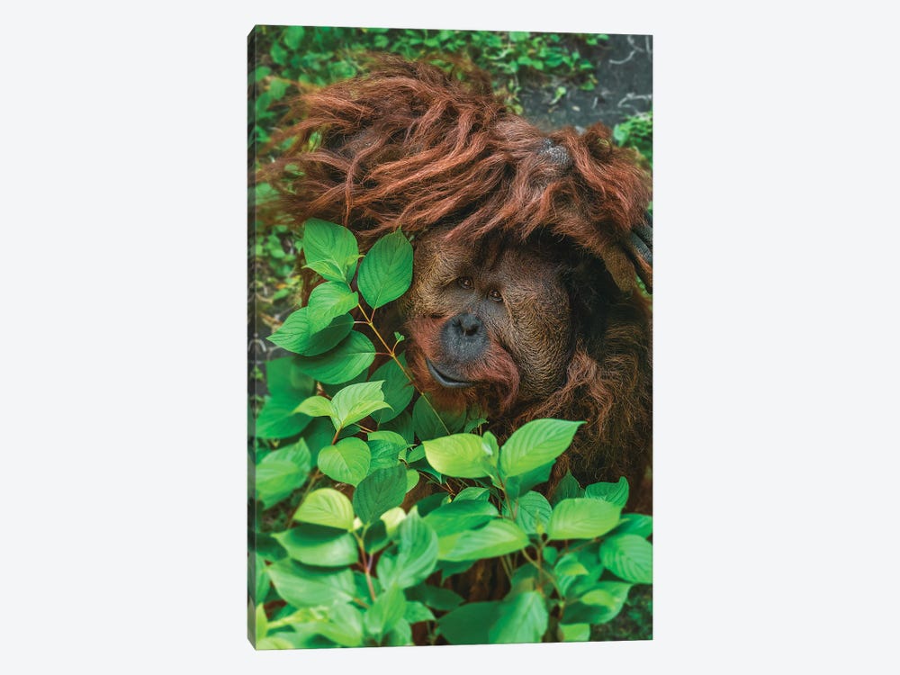 Hiding Orangutan by Louis Ruth 1-piece Canvas Art