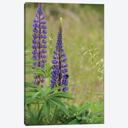 Lupine Beauty Canvas Print #LRH141} by Louis Ruth Canvas Artwork