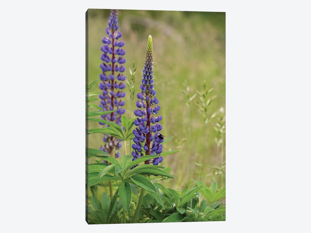 Lupine Beauty by Louis Ruth 1-piece Canvas Wall Art