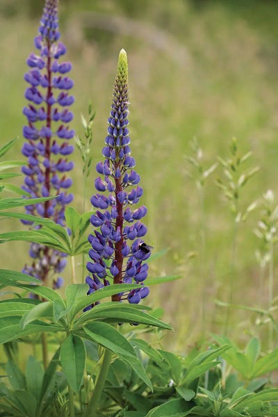 Louis Ruth: Lupine Beauty by Louis Ruth