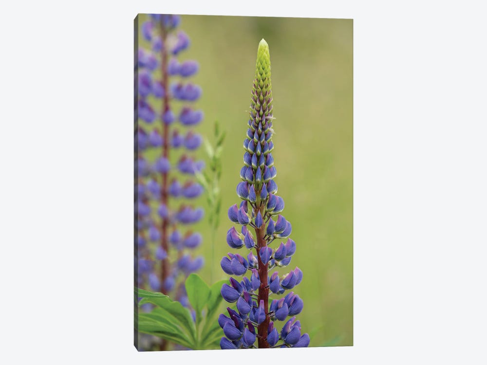 Lupine Beauty Three by Louis Ruth 1-piece Canvas Art Print