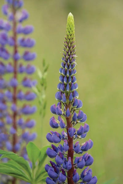 Lupines: Lupine Beauty Three by Louis Ruth