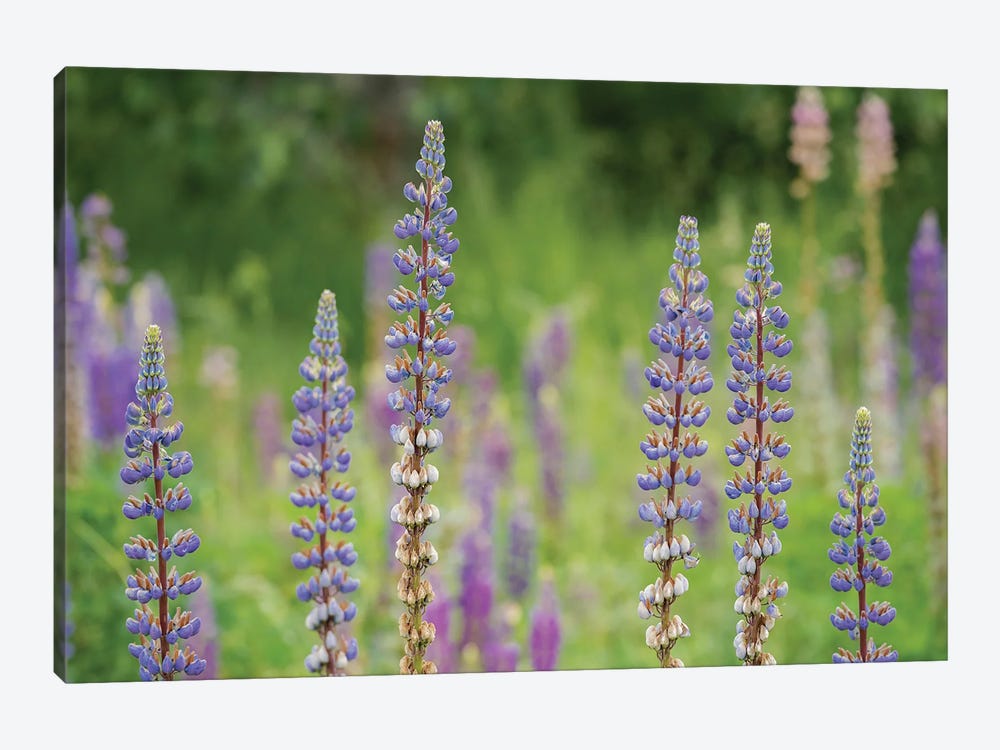 Lupine Row by Louis Ruth 1-piece Canvas Art
